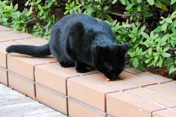 食べる黒仔猫