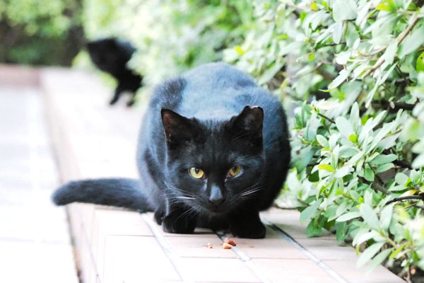 こっち見てる黒仔猫