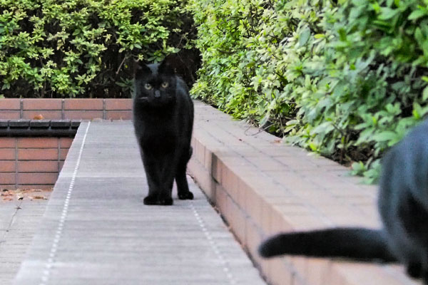 後ろの黒仔猫出て来た