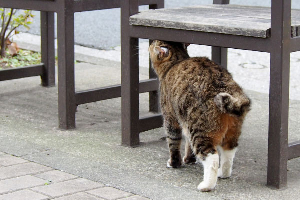 ここで何かおくれフォックス