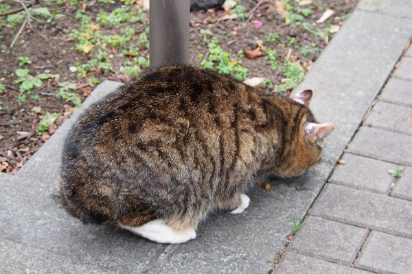 お代わりを食べるフォックス