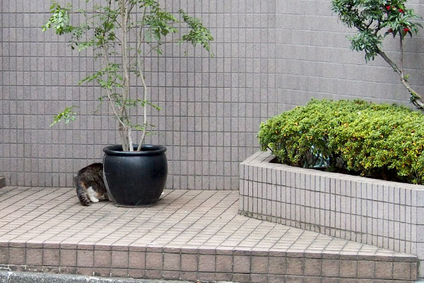 走って水を飲みに行ったマリィ