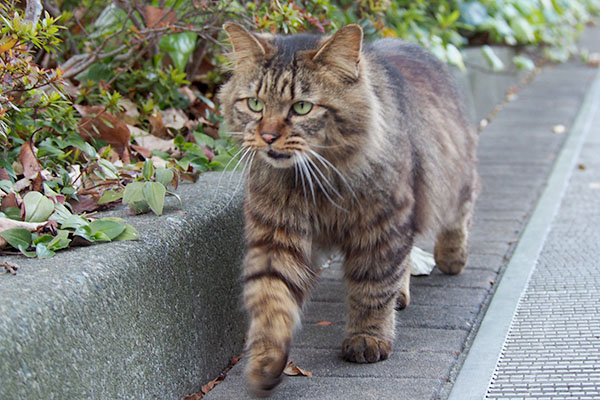 正面に子供　マロン