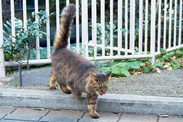 長いしっぽを立てるマロン