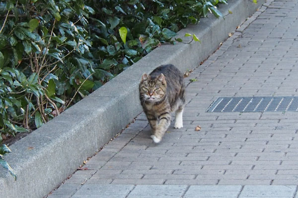 フォックス　ボクも食べるにゃ