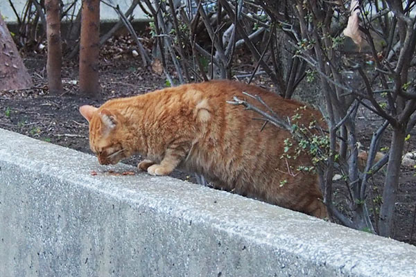 ゆっくりお食べアン