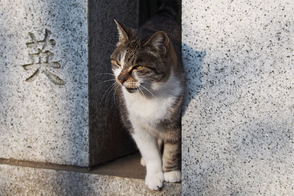 西日が眩しいにゃ雫