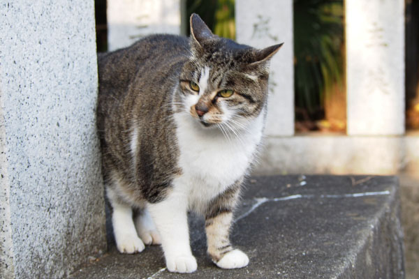 ここで食べるにゃ雫