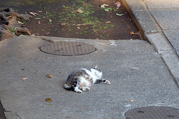 ころんころん雫反対側