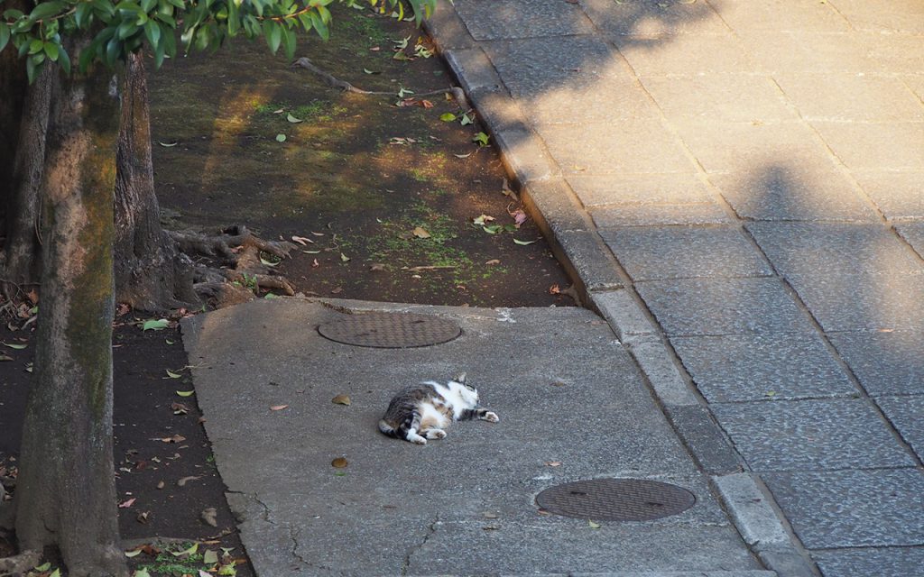 Shizuku rolling on the ground