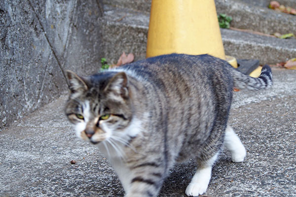 えっちらこっちら雫