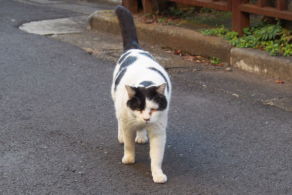 まっすぐ来る坊