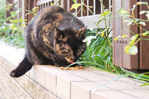 食べるアンジュ