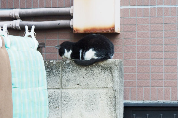 横から塀の上のスズ