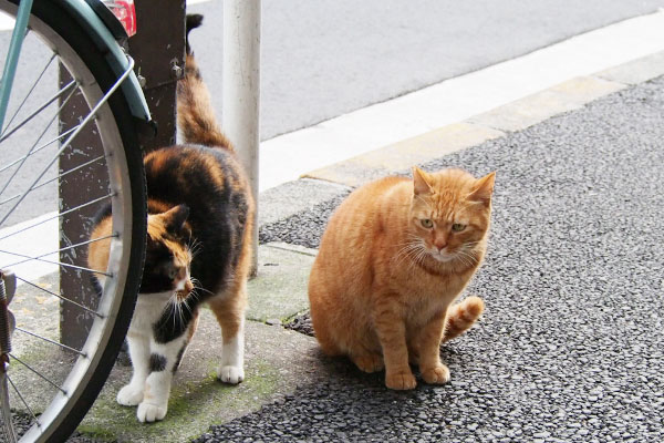 お座りカブと立ってるリコ