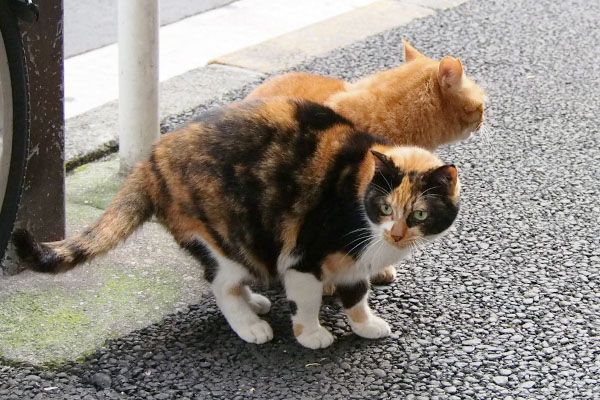 顔は逆を向くリコとカブ