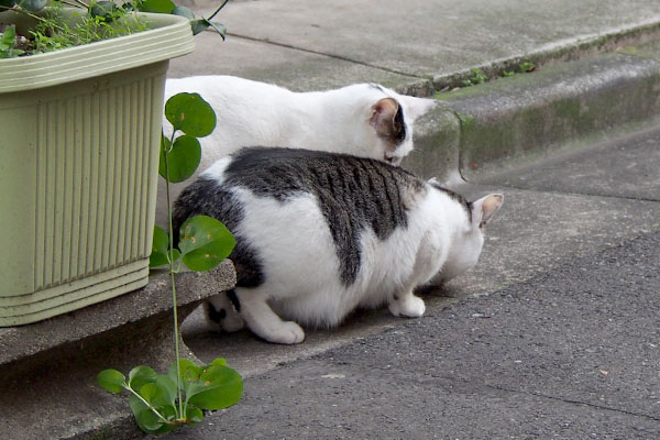 ケイが全部食べている