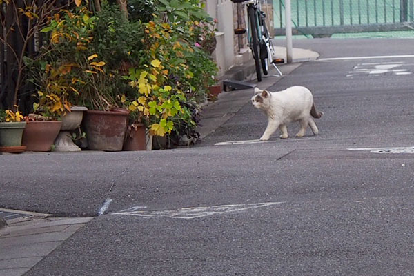 遠くにジュリ