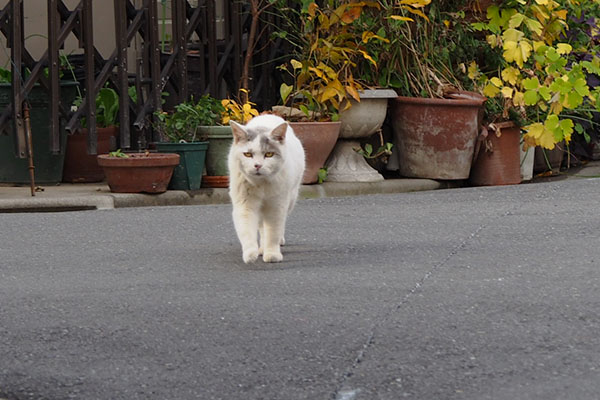 こっちに来るジュリ