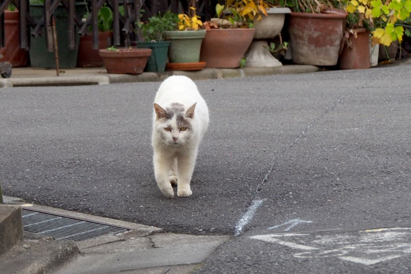 角まで来たジュリ