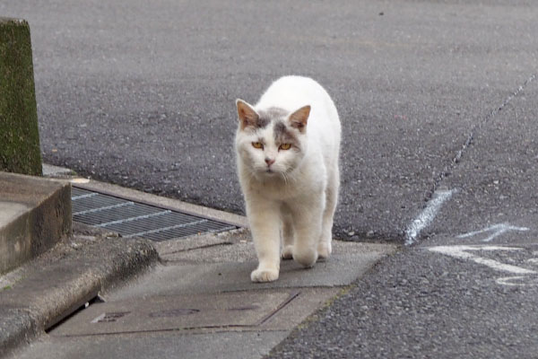 見つめるジュリ