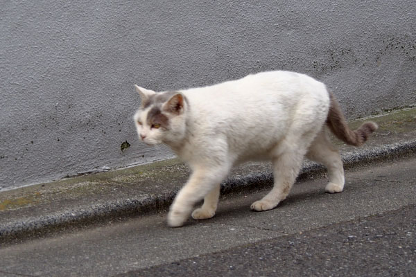 歩き続ける　ジュリ