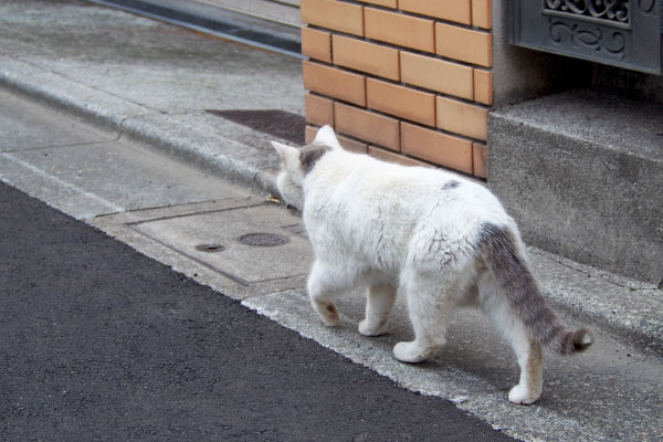 後ろ姿　ジュリ