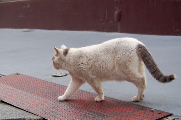 道路を渡る　ジュリ