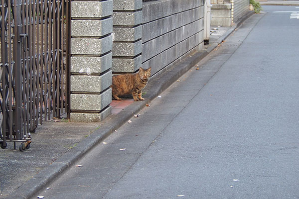 サキ　遠くから