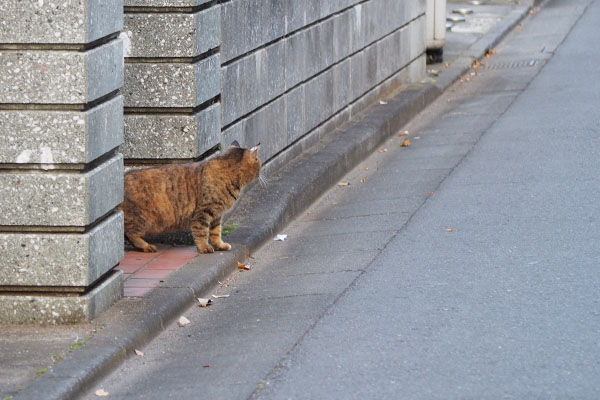 行く方向を見るサキ