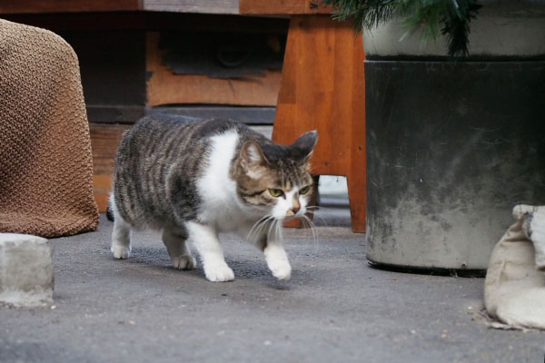 さくら　腰を低く接近