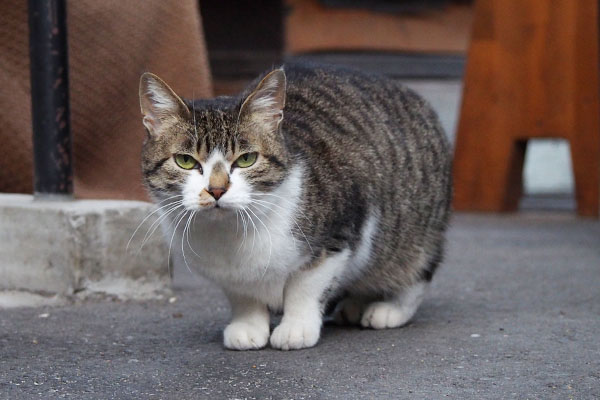 さくら　催促する目で