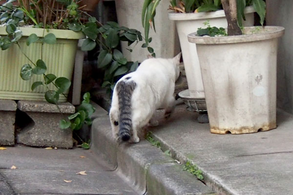 オーロラのしっぽの付け根