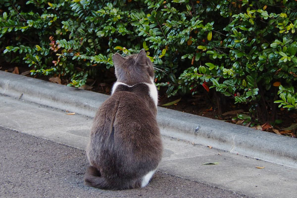 背中の割れ方がてんとう虫のよう