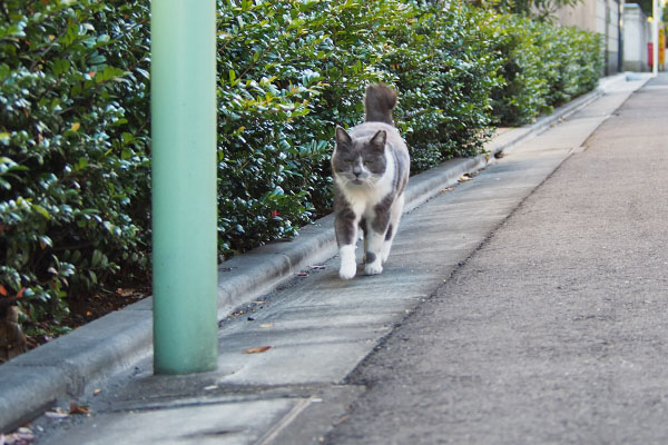 ちびにゃん　登場