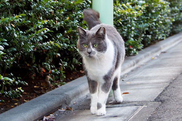 丸い目のちびにゃん