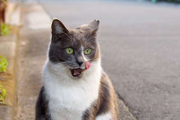 ちびにゃん　ぺろりん