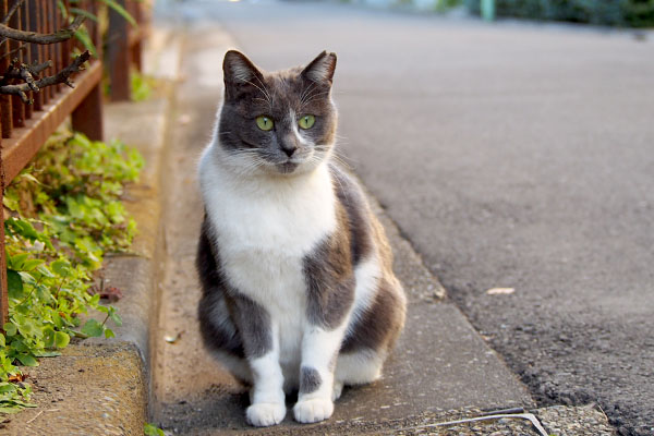 ちびにゃん座る丸い目