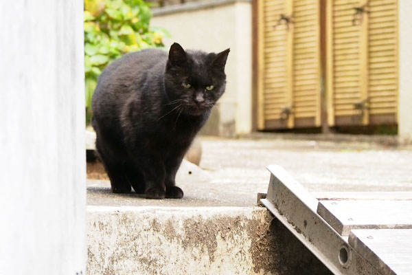 銀に叩かれたアカシ