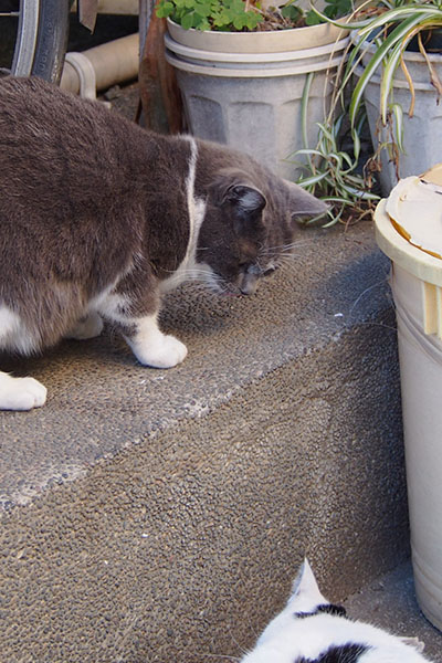 坊を見るちびにゃん