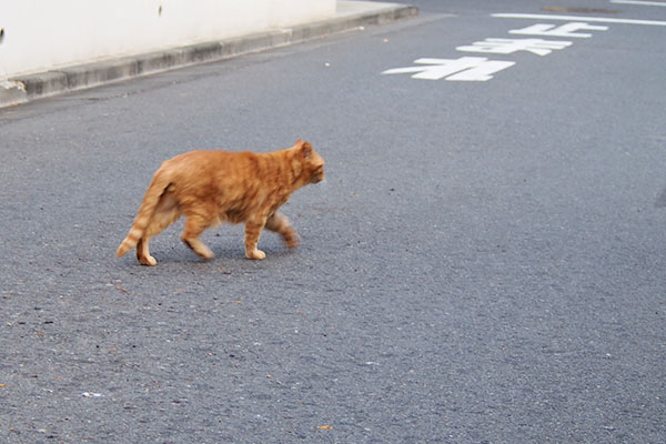 駐車場へゴー　コルレ