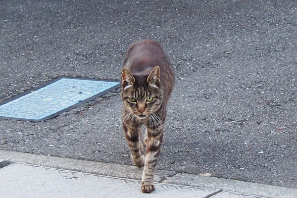 キリ　ずんずん来る細い