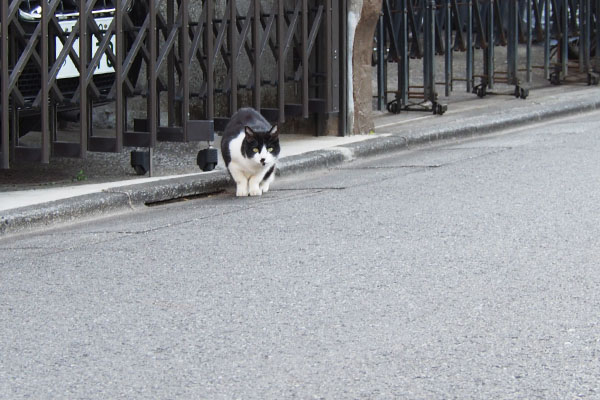 やって来たマシュー　キリを見る