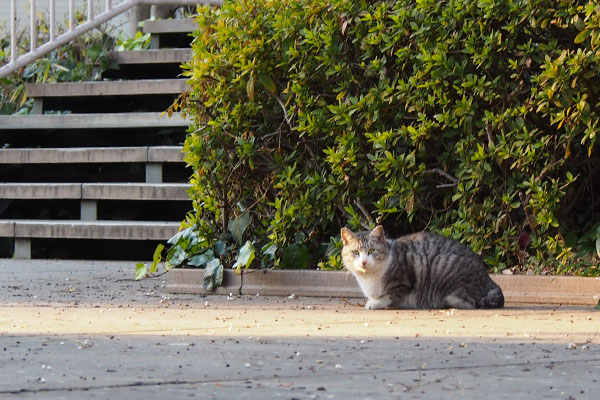 クロムを見つける