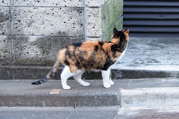 塀の上を見上げるオトワ