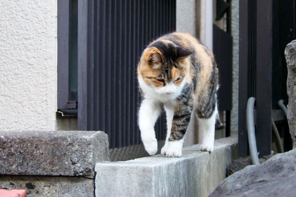 塀の上に行ったオトワ