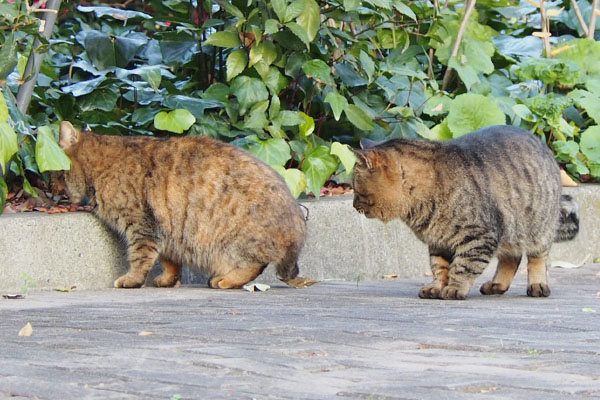 サキにカリカリをトッキー来る