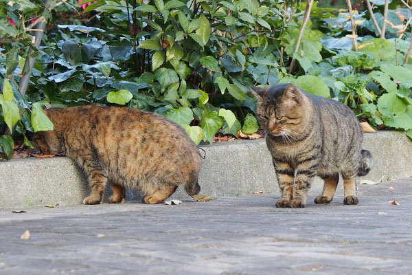 もじもじしているトッキー