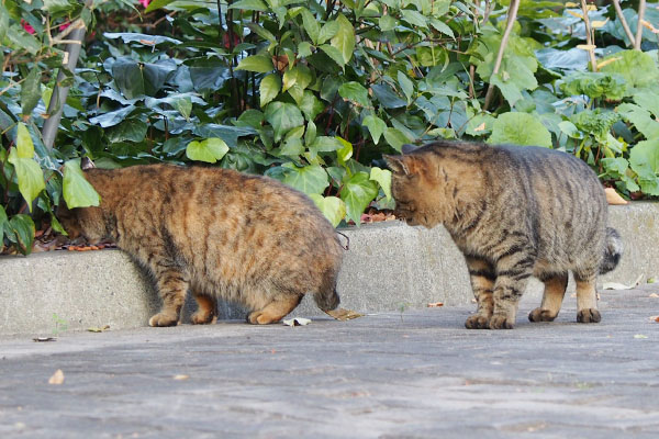 チラ見するけど無視してるサキ