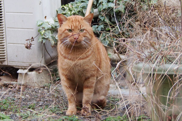 前足少し揃えて　トト